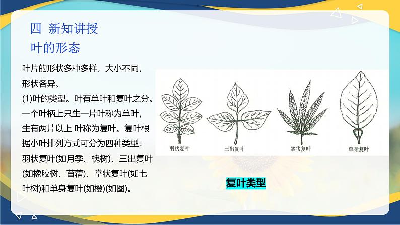 项目2 2.3 植物的营养器官（4）（课件）-《植物生产与环境》（高教版第4版）同步精品课堂第5页