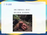 项目3 3.1 土壤的基本组成（3）（课件）-《植物生产与环境》（高教版第4版）同步精品课堂