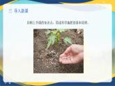 项目3 3.3 常用肥料的简易识别（课件）-《植物生产与环境》（高教版第4版）同步精品课堂