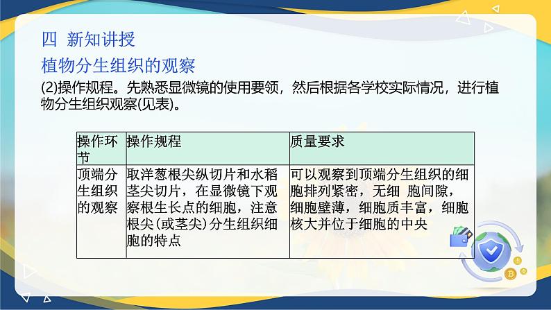 项目2 2.2 植物分生组织&成熟组织的观察（课件）-《植物生产与环境》（高教版第4版）同步精品课堂07