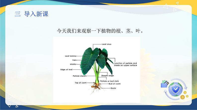 项目2 2.3 植物根&茎&叶的形态与结构观察（课件）-《植物生产与环境》（高教版第4版）同步精品课堂04