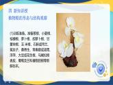 项目2 2.3 植物根&茎&叶的形态与结构观察（课件）-《植物生产与环境》（高教版第4版）同步精品课堂