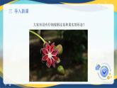 项目2 2.4 植物花的形态与结构观察（课件）-《植物生产与环境》（高教版第4版）同步精品课堂