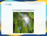 项目5 5.1 植物的光合作用（1）（课件）-《植物生产与环境》（高教版第4版）