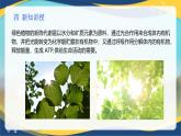 项目5 5.1 植物的光合作用（1）（课件）-《植物生产与环境》（高教版第4版）