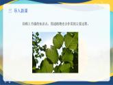 项目5 5.1 植物的光合作用（2）（课件）-《植物生产与环境》（高教版第4版）