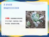 项目7 7.1 主要农业气象灾害及防御（2）（课件）-《植物生产与环境》（高教版第4版）