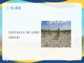 项目7 7.1 主要农业气象灾害及防御（3）（课件）-《植物生产与环境》（高教版第4版）