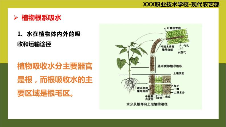 《植物生产与环境》 项目4 任务4.2 植物生产的水分调控 教学课件07