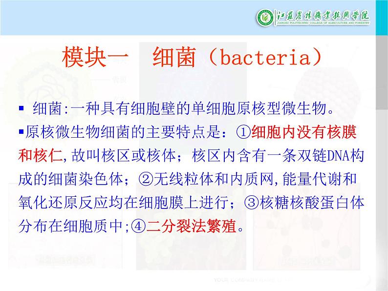 中职人教版第一章第二节细菌课件PPT02