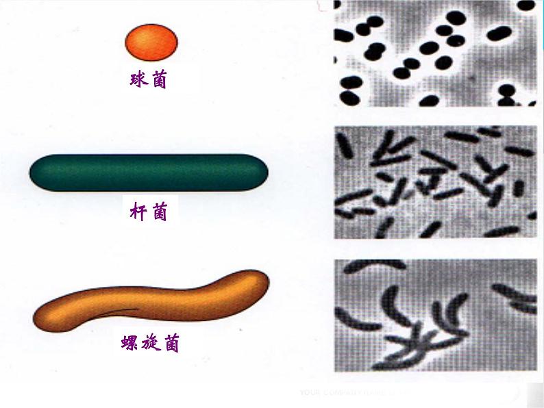 中职人教版第一章第二节细菌课件PPT05