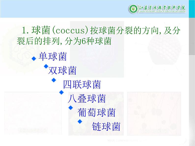 中职人教版第一章第二节细菌课件PPT06