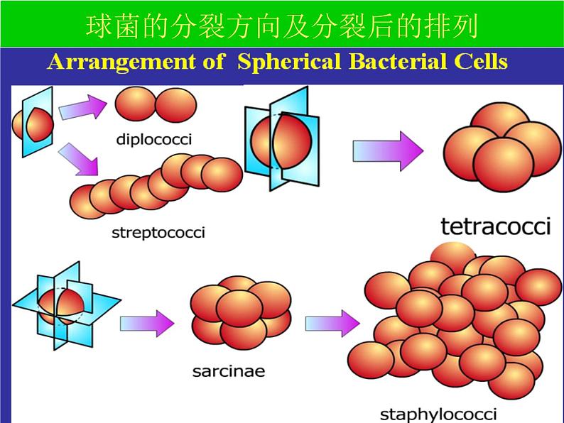 中职人教版第一章第二节细菌课件PPT07