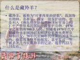 (人教版)中职语文基础模块下册：第3课《藏羚羊跪拜》同步课件