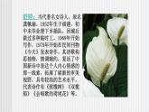 中职语文高教版1.2《爱情诗二首》致橡树 课件+教案+同步练习