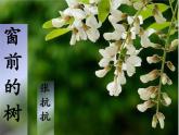 中職語文高教版2.8《窗前的樹》課件+教案
