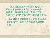 中职人教版基础模块（下）藏羚羊跪拜课件