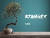 《離太陽(yáng)最近的樹》教學(xué)課件