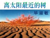 高教版語(yǔ)文《離太陽(yáng)最近的樹》PPT課件