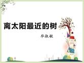 第九課《離太陽(yáng)最近的樹》課件