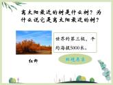 第九課《離太陽(yáng)最近的樹》課件