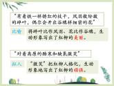 第九課《離太陽(yáng)最近的樹》課件
