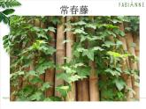 语文《最后的常春藤叶》PPT课件
