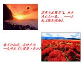 《故都的秋》ppt课件