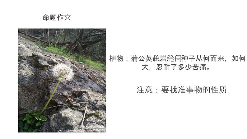 作文审题与立意课件PPT08