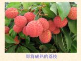 南州六月荔枝丹課件PPT