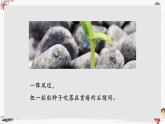 石缝间的生命（教学课件）中职专用 高中语文同步教学优质课件（人教版基础模块下册）