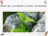 石缝间的生命（教学课件）中职专用 高中语文同步教学优质课件（人教版基础模块下册）