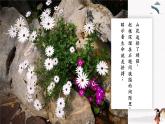 石缝间的生命（教学课件）中职专用 高中语文同步教学优质课件（人教版基础模块下册）