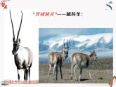《藏羚羊跪拜》人教版中职语文基础模块下册课件PPT