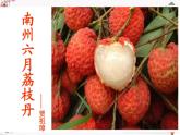 6《南州六月荔枝丹》課件 高教版中職語文基礎(chǔ)模塊下冊(cè)