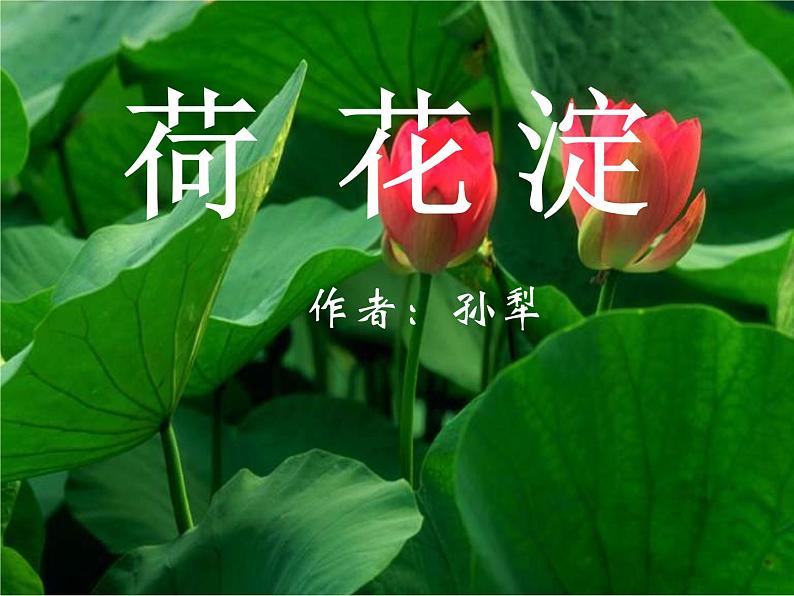 11《荷花淀》课件PPT02