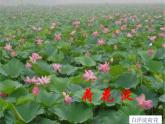 11《荷花淀》课件PPT
