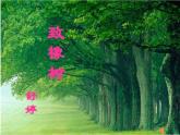 02《致橡树》课件PPT