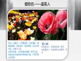 虞美人PPT课件
