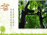 2.1《致橡樹》課件 高教版中職語文基礎(chǔ)模塊上冊(cè)