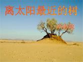 6《離太陽(yáng)最近的樹》課件 高教版中職語(yǔ)文基礎(chǔ)模塊上冊(cè)