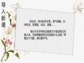 《百合花》作者：茹志鹃课件PPT