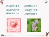 《致橡树》课件 语文版中职语文基础模块上册
