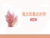 高教版（中職）語(yǔ)文基礎(chǔ)模塊上冊(cè)第二單元《離太陽(yáng)最近的樹(shù)》課件+教案+同步分層練習(xí)