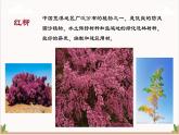 高教版（中職）語(yǔ)文基礎(chǔ)模塊上冊(cè)第二單元《離太陽(yáng)最近的樹(shù)》課件+教案+同步分層練習(xí)