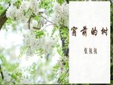高教版（中職）語文基礎(chǔ)模塊上冊(cè)第二單元《窗前的樹》課件+教案+同步分層練習(xí)