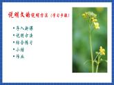 中职语文高级版6.26说明文  说明方法 课件+教案
