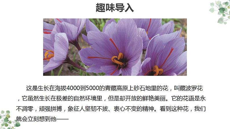 高教版（中职）语文基础模块上册第五单元《”探界者“钟扬（节选）》课件+教案+同步分层练习04