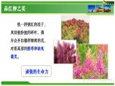 六  《離太陽(yáng)最近的樹》教學(xué)課件-【中職專用】高一語(yǔ)文同步教學(xué)精品課件（高教版·基礎(chǔ)模塊上冊(cè)）