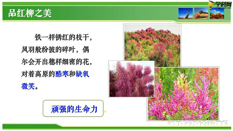 六  《离太阳最近的树》教学课件-【中职专用】高一语文同步教学精品课件（高教版·基础模块上册）第4页